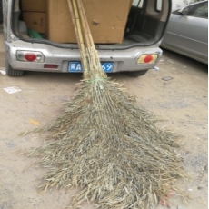 大号竹扫把加宽扫院子扫帚竹笤帚