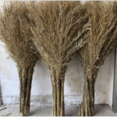 国产竹叶扫把 12枝