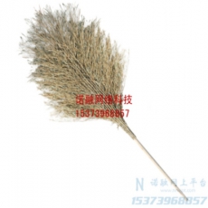 大扫把