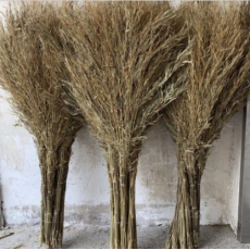 国产 12枝 竹叶大扫把