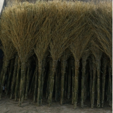 扫帚竹扫帚竹扫把 环卫竹制大扫把（计价单位：把）